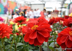 Gewoon een mooie Dahlia.